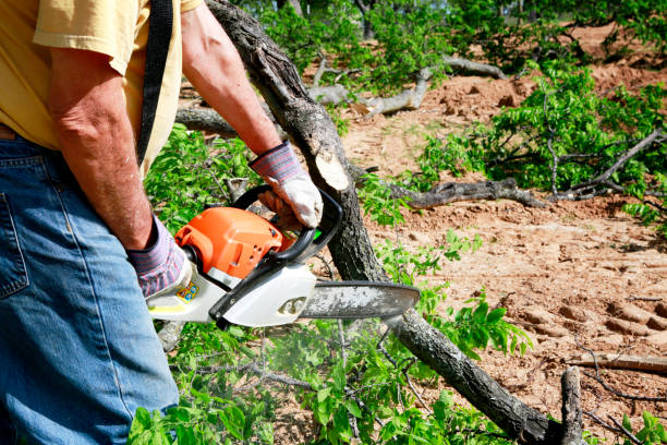 Professional Tree Service in North Decatur, GA